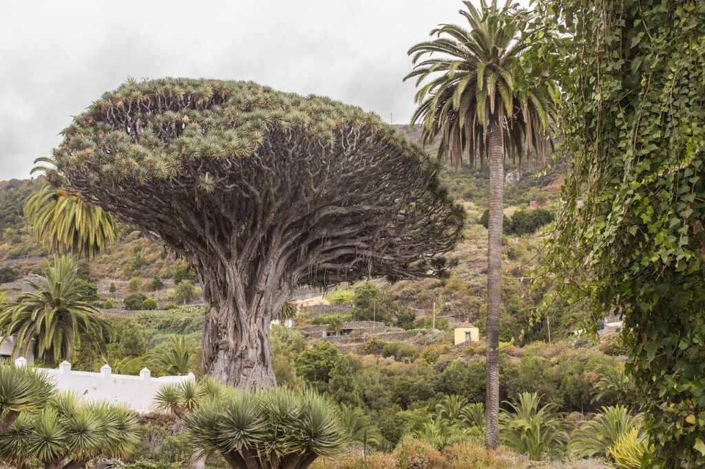 Árbol Icod de los vinos