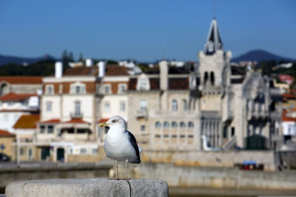 🇵🇹 ¿Por qué visitar y que hacer Cascais? ⛱️ Seagull 6853610 1024x683