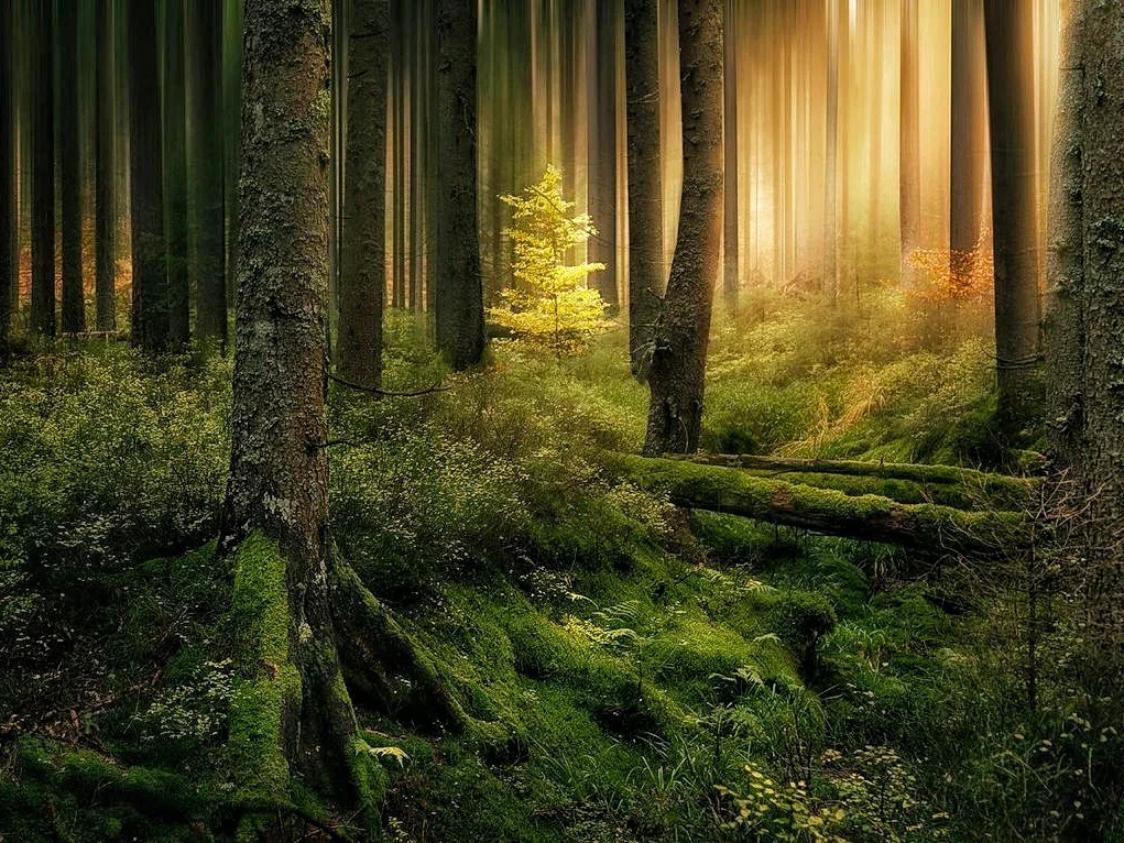 Museo al aire libre Selva Negra con casas tradicionales de madera